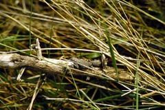 Mediodactylus orientalis