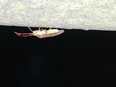 Pantilius tunicatus