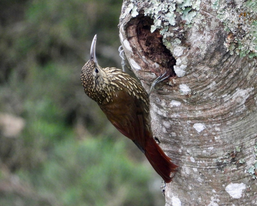 Spot-crowned Woodcreeper (Northern)
