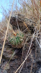 Echinofossulocactus crispatus