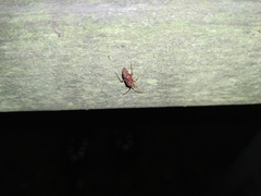 Pantilius tunicatus
