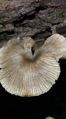 Arrhenia epichysium