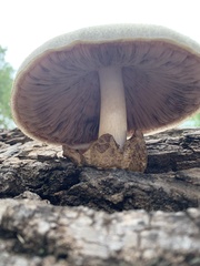 Volvariella