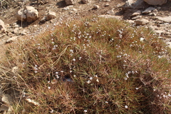 Acantholimon acerosum