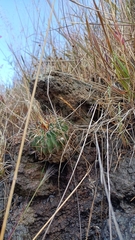 Echinofossulocactus crispatus