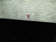Pantilius tunicatus