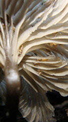 Arrhenia epichysium