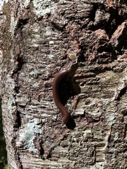 Narceus americanus
