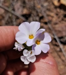 Leptosiphon grandiflorus