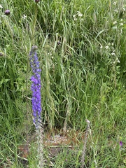 Lobelia fenestralis