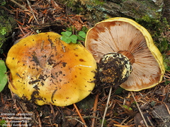 Calonarius flavomirus