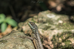 Tropidurus