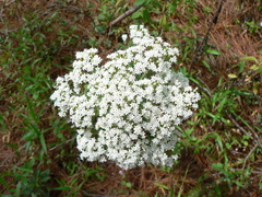 Stevia serrata