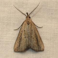 Macrochilo orciferalis