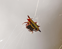 Gasteracantha fornicata