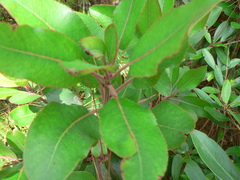 Arbutus