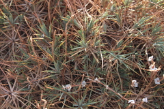 Acantholimon acerosum