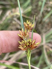 Rhynchospora indianolensis