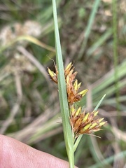 Rhynchospora indianolensis