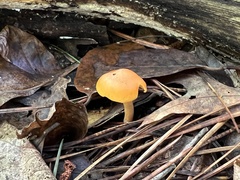 Gymnopilus penetrans