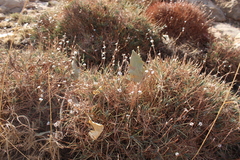 Acantholimon acerosum