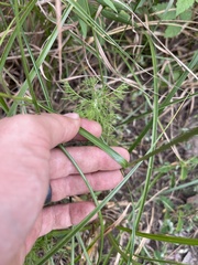 Rhynchospora indianolensis