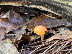 Gymnopilus penetrans