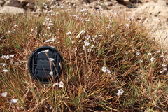 Acantholimon acerosum