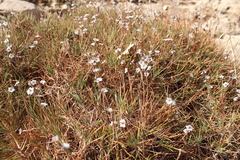 Acantholimon acerosum