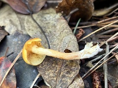 Gymnopilus penetrans