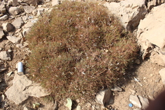 Acantholimon acerosum