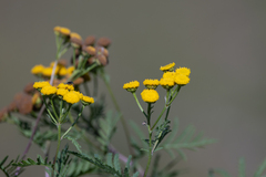 Tanacetum