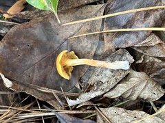 Gymnopilus penetrans