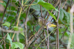 Setophaga palmarum palmarum