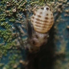 Psocidae