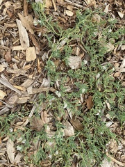 Heliotropium curassavicum