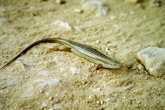 Heremites vittatus