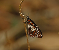Danaus affinis