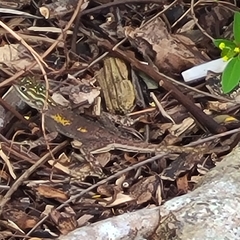 Agama picticauda