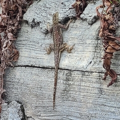 Agama picticauda