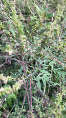 Ambrosia artemisiifolia