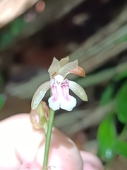 Eulophia maculata