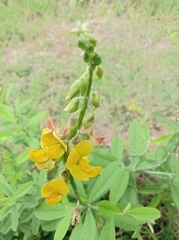 Crotalaria retusa