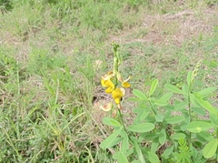Crotalaria retusa