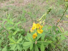 Crotalaria retusa