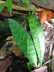 Eulophia maculata