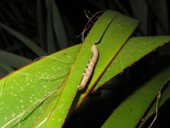 Ichneutica steropastis
