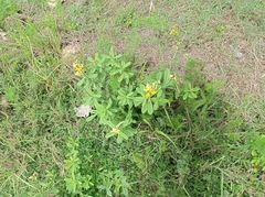 Crotalaria retusa