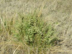 Poa bonariensis