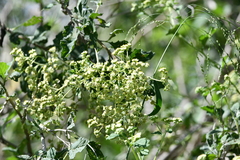 Parthenium fruticosum